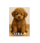 トイプー子犬のきもちスタンプ（個別スタンプ：37）