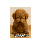 トイプー子犬のきもちスタンプ（個別スタンプ：39）