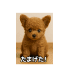 トイプー子犬のきもちスタンプ（個別スタンプ：40）