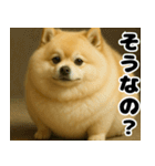 ぽめらにっ！（個別スタンプ：7）