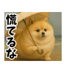 ぽめらにっ！（個別スタンプ：8）