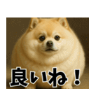 ぽめらにっ！（個別スタンプ：10）