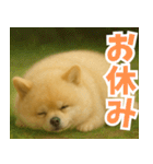 ぽめらにっ！（個別スタンプ：12）