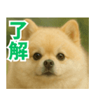ぽめらにっ！（個別スタンプ：13）