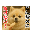 ぽめらにっ！（個別スタンプ：14）