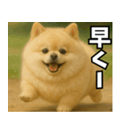 ぽめらにっ！（個別スタンプ：17）