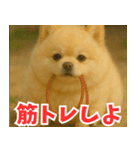 ぽめらにっ！（個別スタンプ：26）