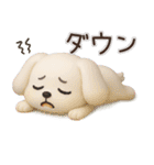 毎日ずっ〜と使える★愛犬マルチーズ【3D】（個別スタンプ：27）