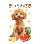 トイプードルの夏BIGスタンプ（個別スタンプ：5）