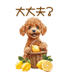 トイプードルの夏BIGスタンプ（個別スタンプ：12）