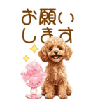 トイプードルの夏BIGスタンプ（個別スタンプ：16）