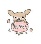 スーパーチワワちゃん（個別スタンプ：1）