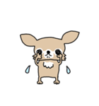 スーパーチワワちゃん（個別スタンプ：15）