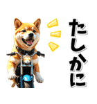 即返信♡バイク好き 豆柴（個別スタンプ：21）