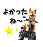 即返信♡バイク好き 豆柴（個別スタンプ：23）