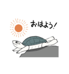 動く！カメユの亀スタンプ（個別スタンプ：6）