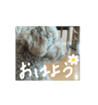 チョコ様＆ららちゃんのスタンプ 2（個別スタンプ：4）