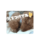 チョコ様＆ららちゃんのスタンプ 2（個別スタンプ：8）