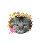あずき＆くるみのスタンプpart2（個別スタンプ：15）