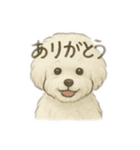 ビションフリーゼのふわふわ可愛いスタンプ（個別スタンプ：13）