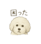 ビションフリーゼのふわふわ可愛いスタンプ（個別スタンプ：14）