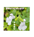 梅雨どきの山野草たちで ご挨拶（個別スタンプ：1）