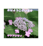 梅雨どきの山野草たちで ご挨拶（個別スタンプ：3）