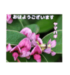 梅雨どきの山野草たちで ご挨拶（個別スタンプ：4）