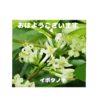 梅雨どきの山野草たちで ご挨拶（個別スタンプ：5）