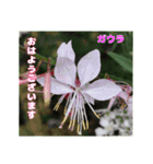 梅雨どきの山野草たちで ご挨拶（個別スタンプ：6）