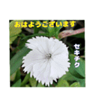 梅雨どきの山野草たちで ご挨拶（個別スタンプ：7）