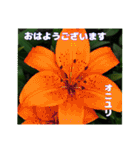 梅雨どきの山野草たちで ご挨拶（個別スタンプ：8）
