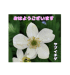 梅雨どきの山野草たちで ご挨拶（個別スタンプ：9）