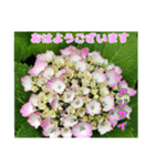 梅雨どきの山野草たちで ご挨拶（個別スタンプ：10）