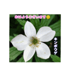 梅雨どきの山野草たちで ご挨拶（個別スタンプ：11）