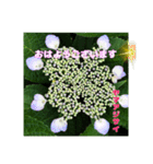 梅雨どきの山野草たちで ご挨拶（個別スタンプ：12）