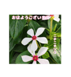 梅雨どきの山野草たちで ご挨拶（個別スタンプ：14）