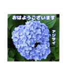 梅雨どきの山野草たちで ご挨拶（個別スタンプ：15）