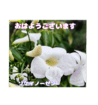 梅雨どきの山野草たちで ご挨拶（個別スタンプ：16）