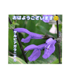梅雨どきの山野草たちで ご挨拶（個別スタンプ：17）