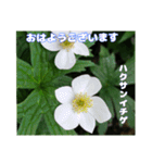 梅雨どきの山野草たちで ご挨拶（個別スタンプ：18）