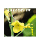 梅雨どきの山野草たちで ご挨拶（個別スタンプ：19）