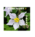 梅雨どきの山野草たちで ご挨拶（個別スタンプ：20）