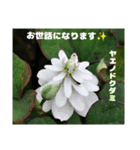 梅雨どきの山野草たちで ご挨拶（個別スタンプ：21）