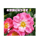 梅雨どきの山野草たちで ご挨拶（個別スタンプ：22）