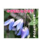 梅雨どきの山野草たちで ご挨拶（個別スタンプ：23）