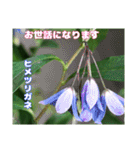 梅雨どきの山野草たちで ご挨拶（個別スタンプ：24）