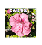 梅雨どきの山野草たちで ご挨拶（個別スタンプ：25）