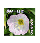 梅雨どきの山野草たちで ご挨拶（個別スタンプ：26）
