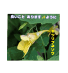 梅雨どきの山野草たちで ご挨拶（個別スタンプ：29）
